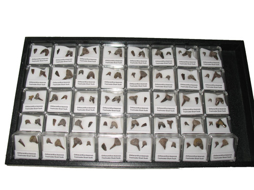 Wholesale per lot display - wholesale,