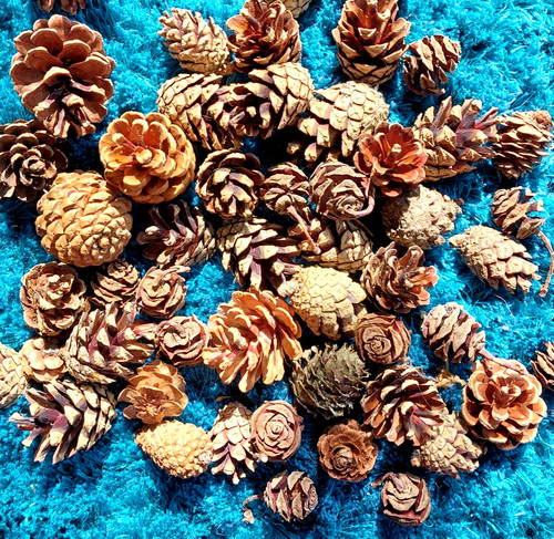 100 mini pine cones for