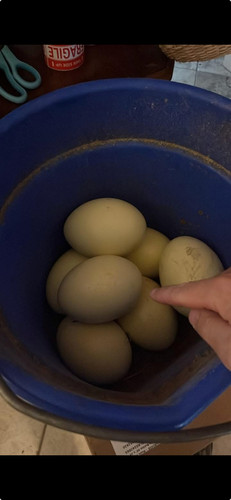 Rhea egg for hatching - 1,