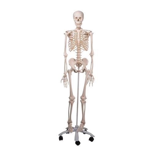 Scientific human anatomy - 3b,