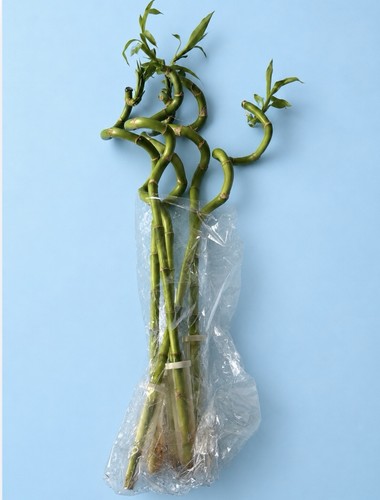 Lucky bamboo 45 to - lucky,