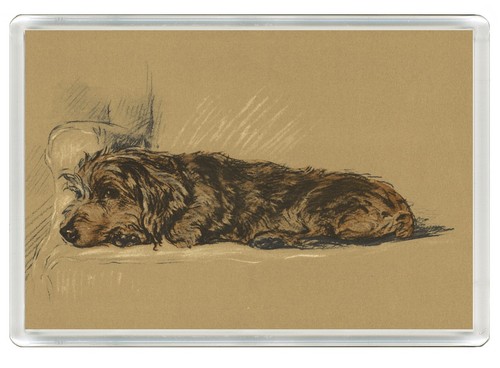 Dachshund wire haired - wire,