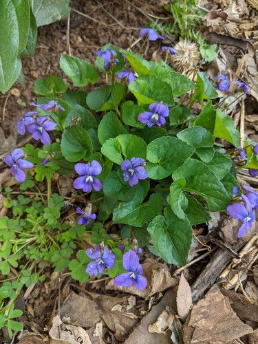 Common blue violet - 3x,