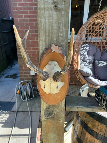 Collect only roe deer partial - collect,
