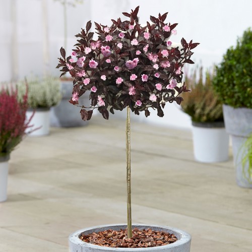 Prunus royal burgundy purple - prunus,