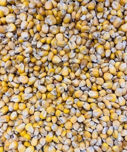 Whole maize seed particle bait - whole,