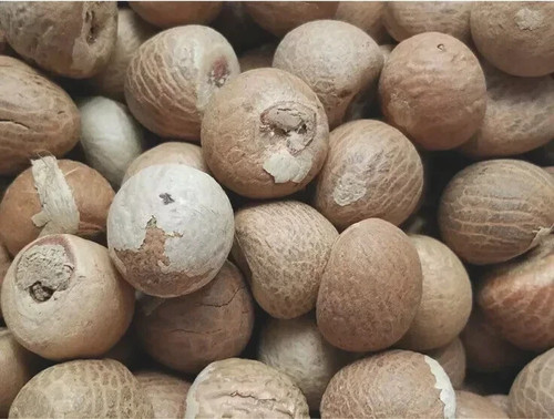 100 organic areca dried - areca,