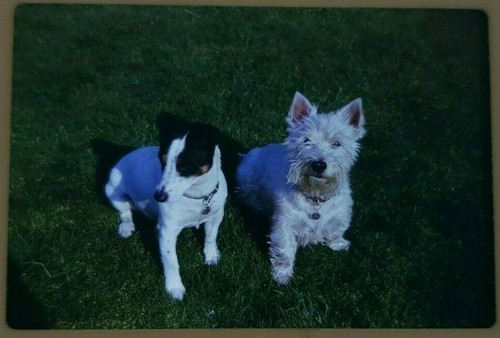 35mm slide dogs - dogs, jack