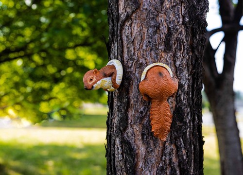 Garden squirrel tree peeker - tree,