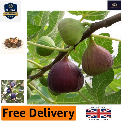 Brown turkey fig tree 40cm - brown,