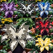 500 Butterfly Geranium Seeds Potted Flower Seeds In Courtyard Drought Tolerance