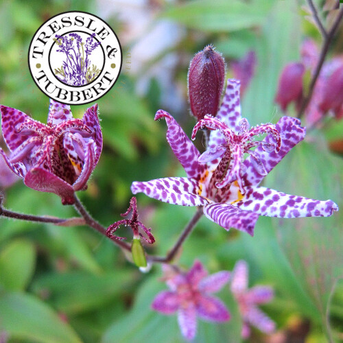 Tricyrtis hirta toad lily - tricyrtis,