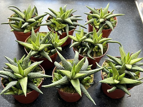 One large haworthia - one, x