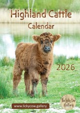 Highland Cattle Wall Calendar