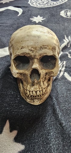 Human skull realistic replica