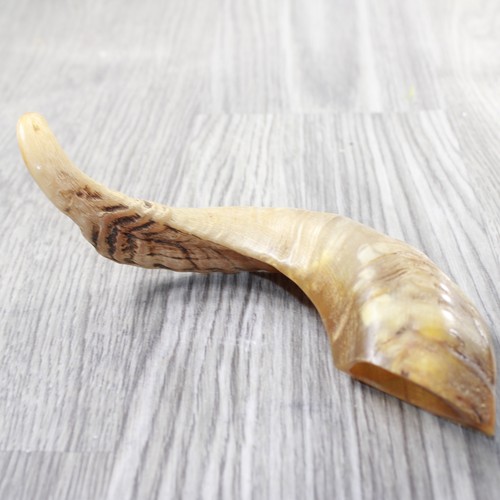 Sheep horn 1059 - sheep, natural