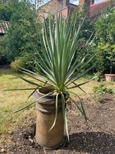 Yucca Filamentosa - Adams