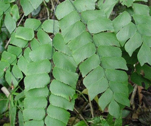Adiantum peruvianum plug - peruvianum, 3