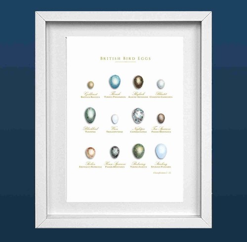 British bird eggs easter - easter, a4