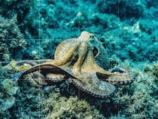 Mosaic Ceramic Panel of