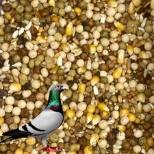 Pigeon Mix Feed 17.5% Protein For Pigeons Dove Birds Reseable Bags BULK SALE
