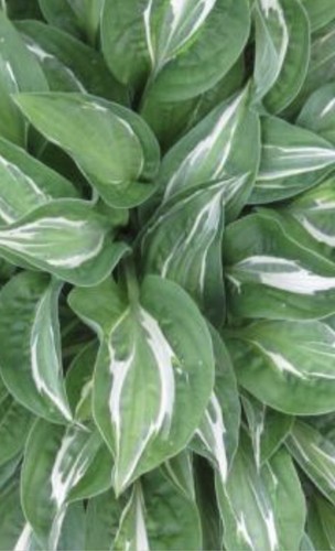 Hosta four eyes - 'four, medium