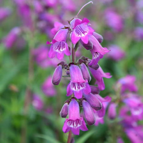 Penstemon sour grapes hardy - penstemon,