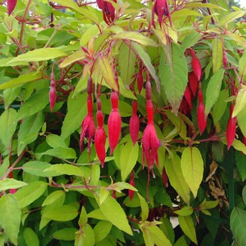 Hardy fuchsia magellanica - hardy,