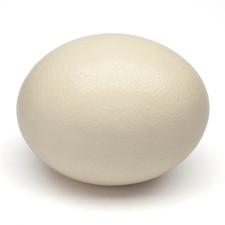 Ostrich Egg Blown Out Genuine