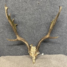 Fallow Buck Deer Skull