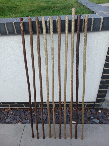 Hazel walking stick shanks - walking,