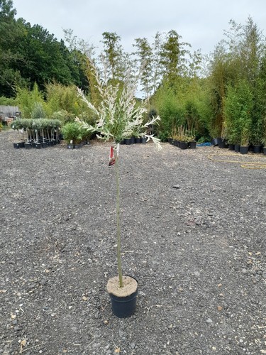 Salix flamingo 150cm - salix, potted