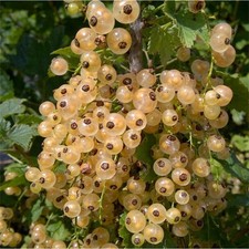 Whitecurrant versailles - 'versailles',