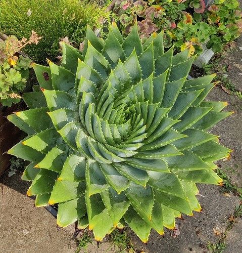 Aloe polyphylla superb uk - polyphylla,