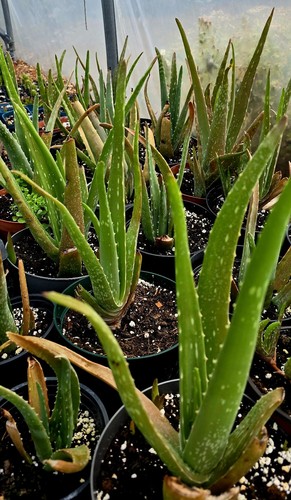 Aloe vera barbados - aloe, edible