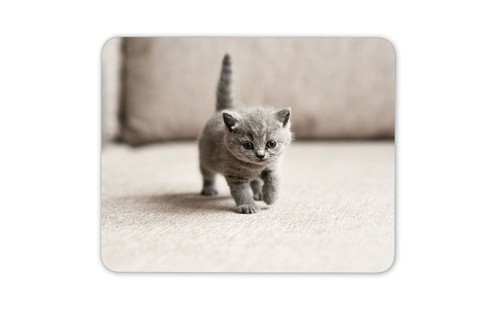 British shorthair kitty mouse - british,