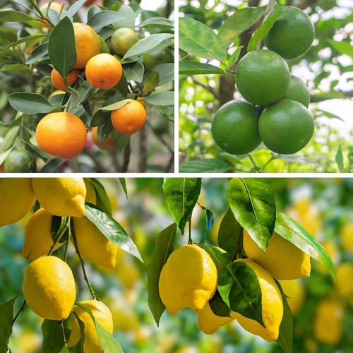 Citrus fruit collection with - fruit, collection,