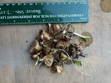 10 Live Jerusalem Artichoke
