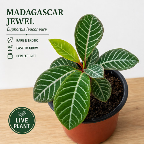 Madagascar jewel euphorbia - madagascar, (euphorbia