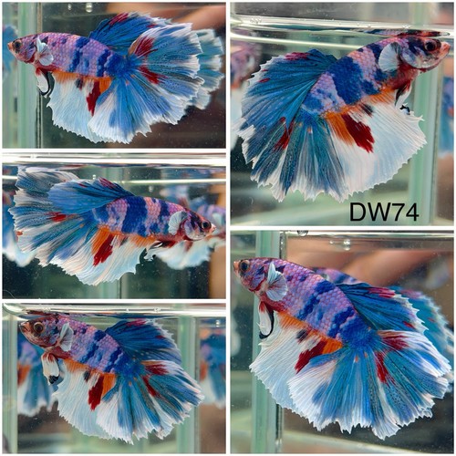 Male betta live fish dw74 - betta,