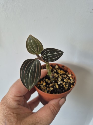 Ludisia discolor jewel - ludisia,