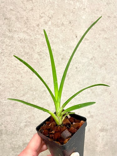 Cymbidium hanalei alba - alba, x