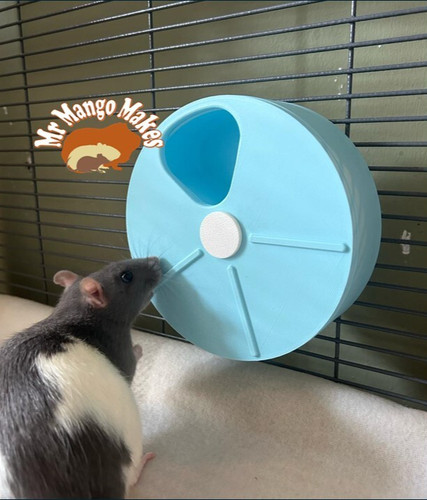 Rat foraging wheel - rat, wheel,