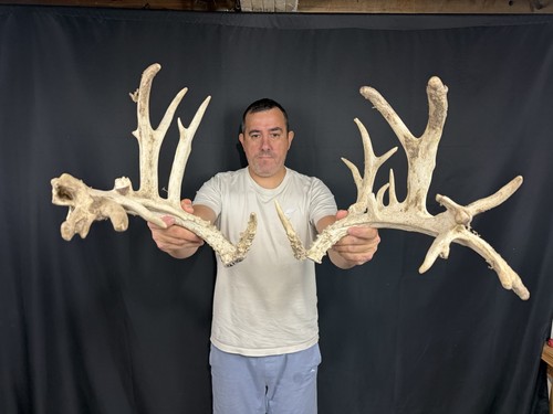 219 set whitetail deer cuts - 219”,