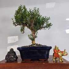 Boxwood (Buxus Harlandii)