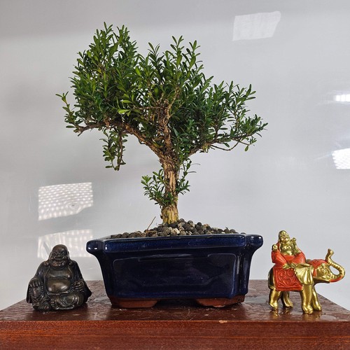 Boxwood - (buxus, harlandii)