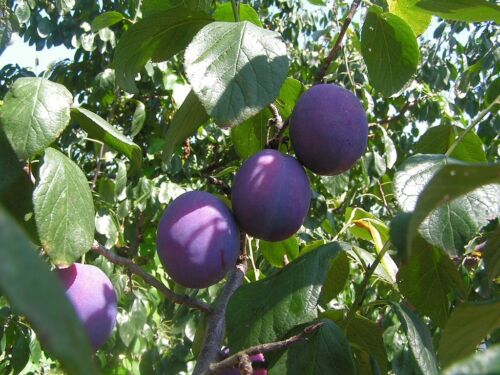 Fruits plums 25 black - fruits-,