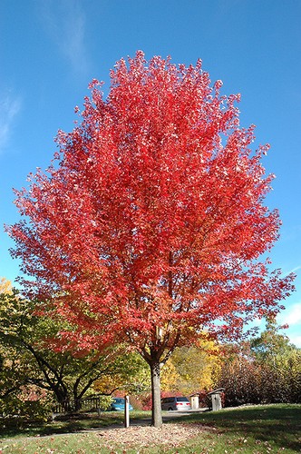 Acer freemanii autumn - x, ‘autumn