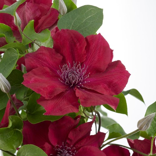 Compact clematis nubia - t&m,