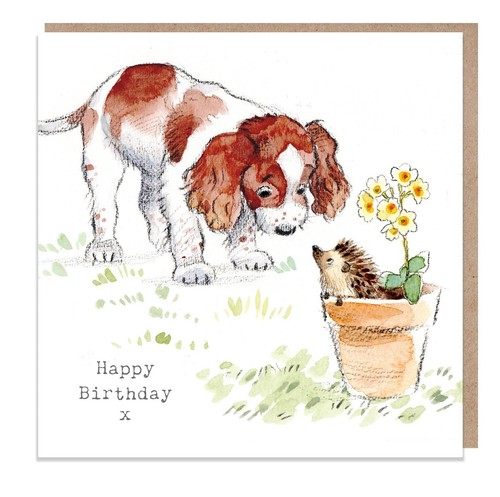 Springer spaniel and hedgehog - and,